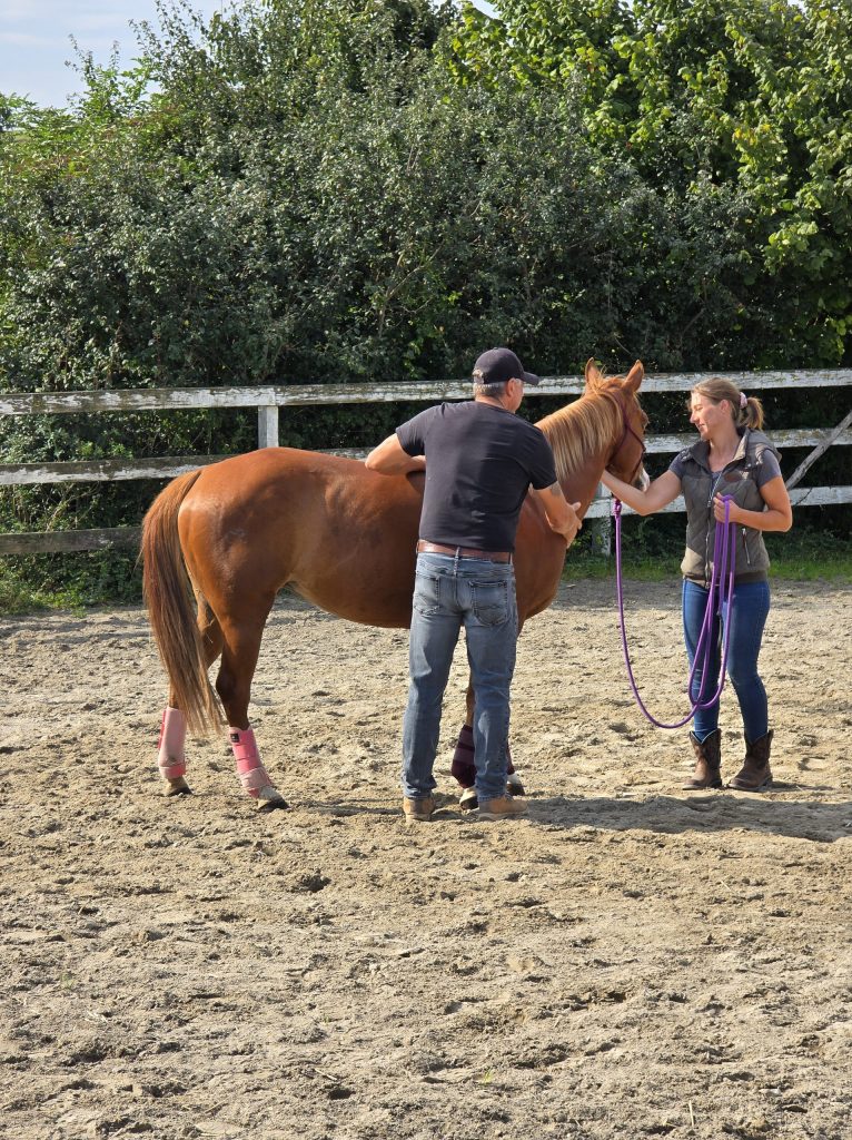 Trainer und Schülerin arbeiten gemeinsam mit einer Fuchs-Stute am Boden auf dem Reitplatz – Unterricht und Partnerarbeit bei Side by Side Pferdetraining.